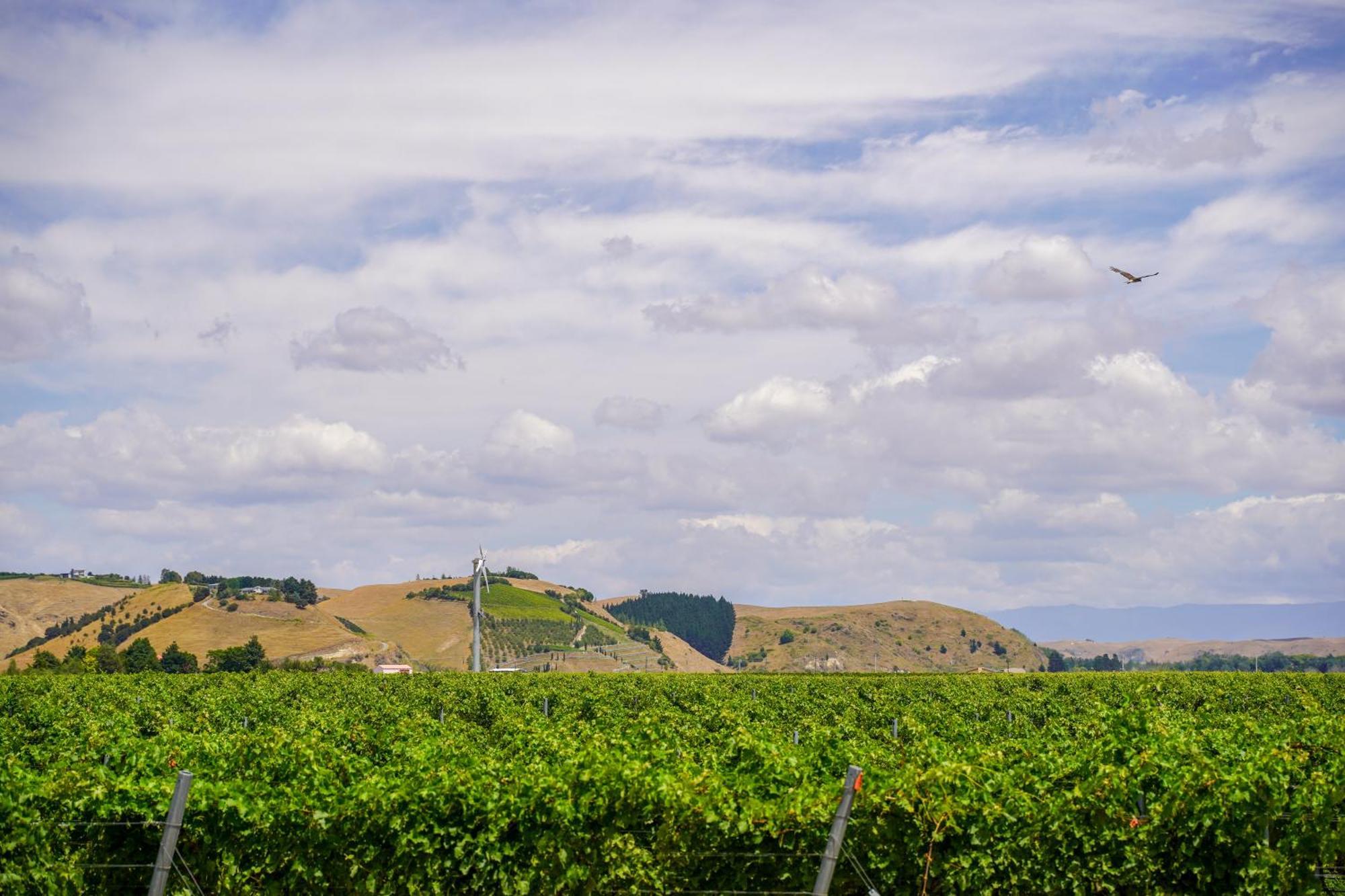 Syrah Suite Unison Vineyard Fernhill Luaran gambar